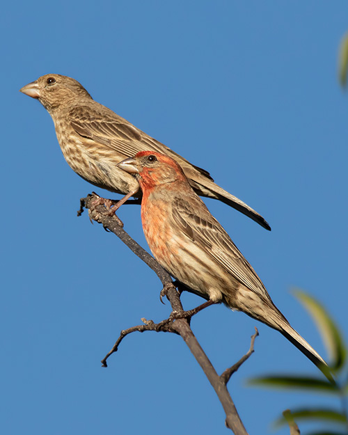 House Finch