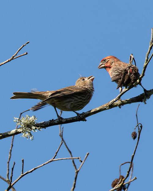 House Finch