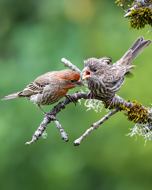 House Finch