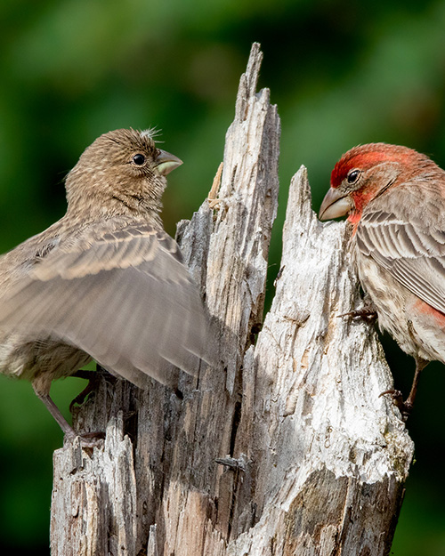 House Finch