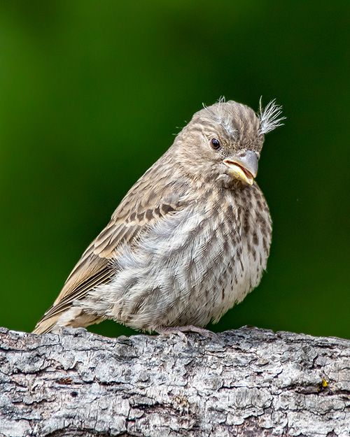 House Finch