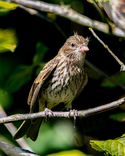 House Finch