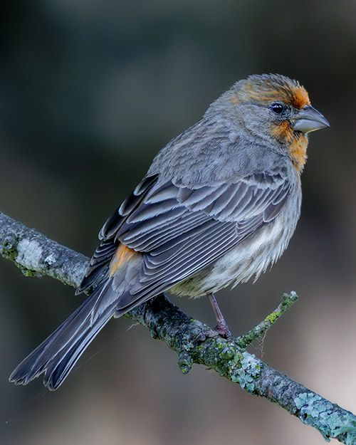 House Finch