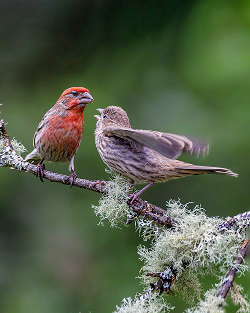 House Finch