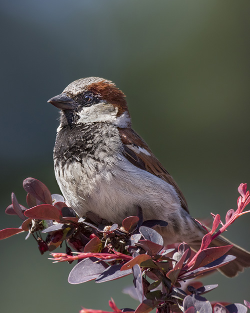 House Sparrow