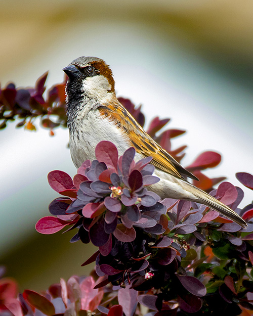 House Sparrow