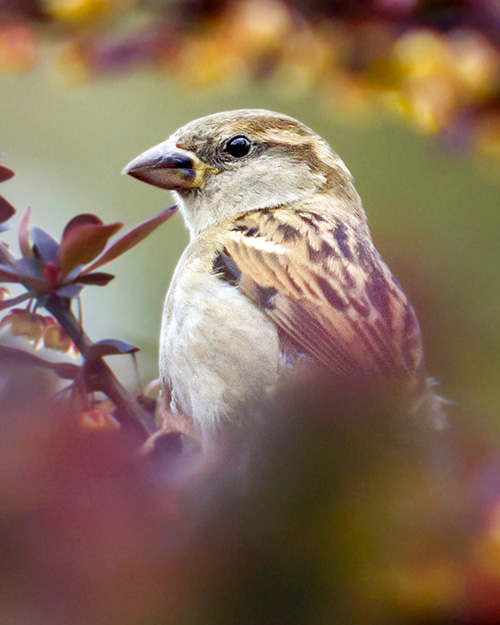 House Sparrow