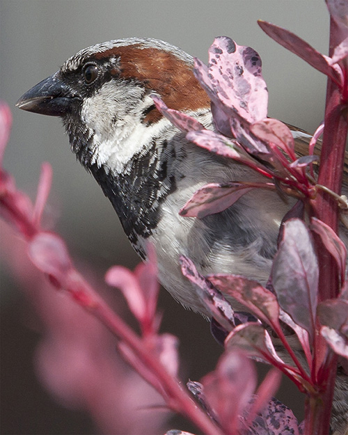 House Sparrow