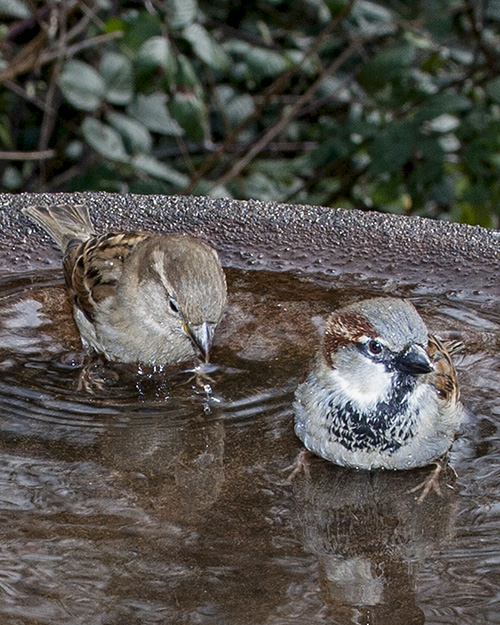 House Sparrow