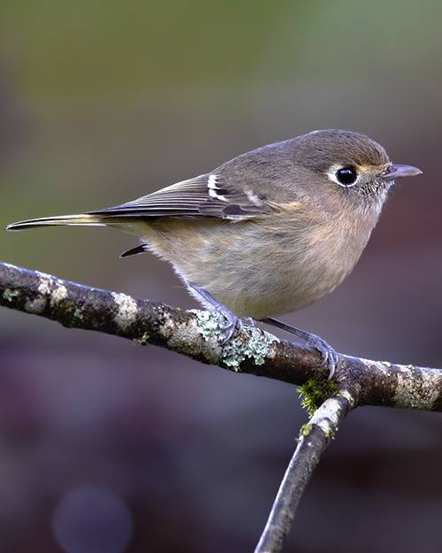 Hutton's Vireo