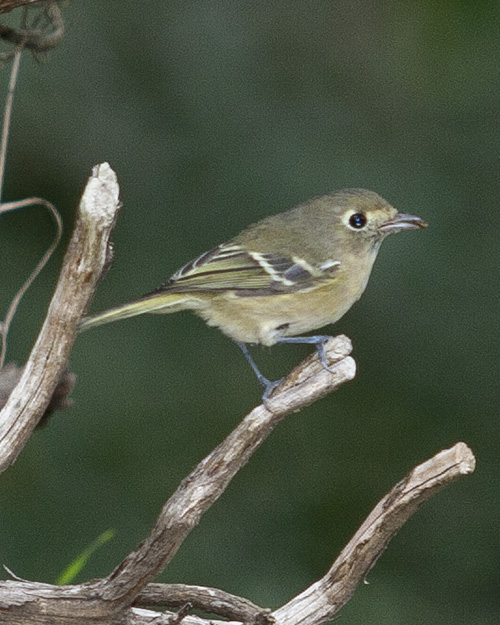 Hutton's Vireo