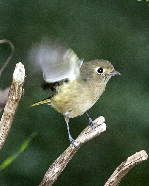 Hutton's Vireo