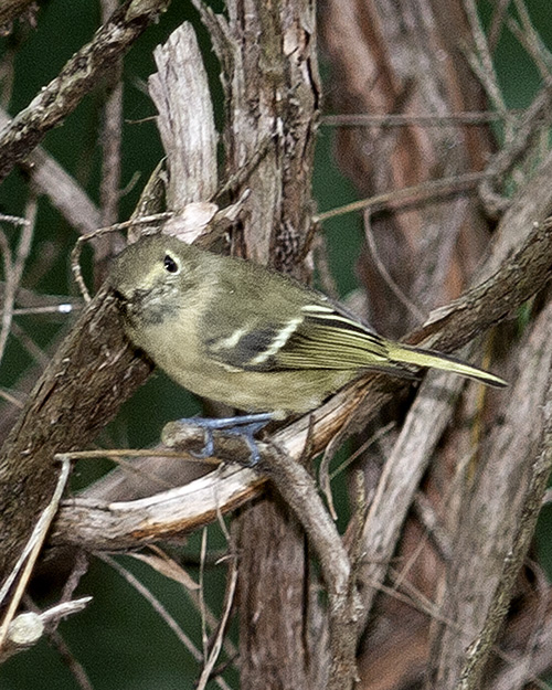 Hutton's Vireo