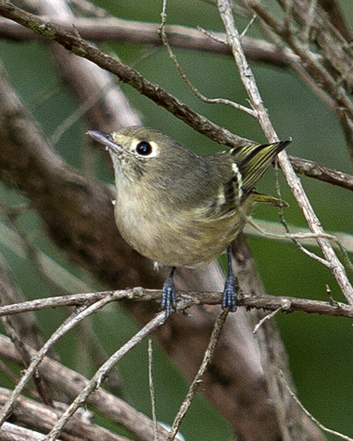 Hutton's Vireo