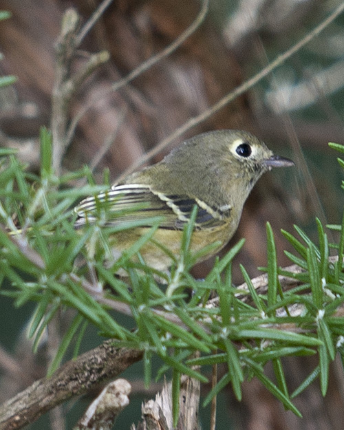 Hutton's Vireo