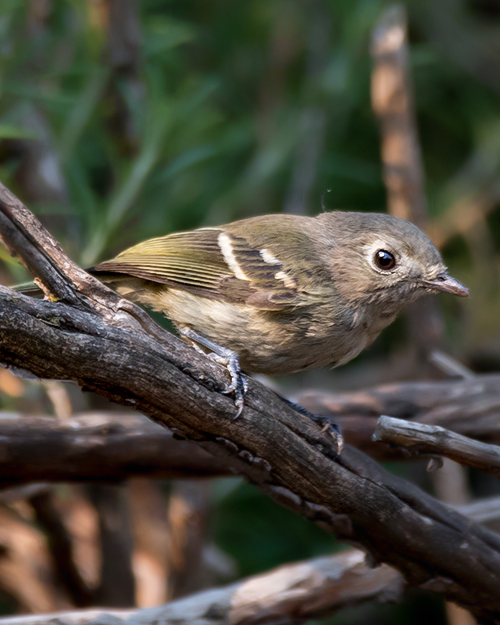 Hutton's Vireo