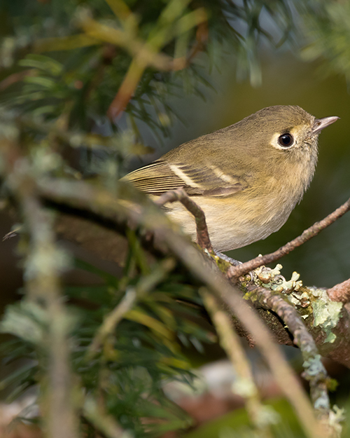 Hutton's Vireo