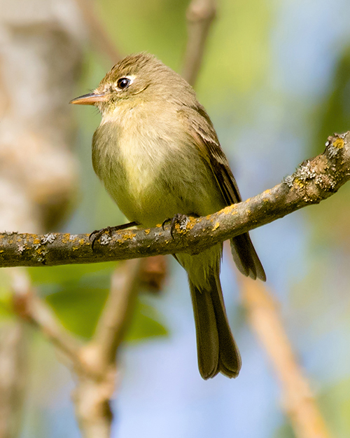 Hutton's Vireo