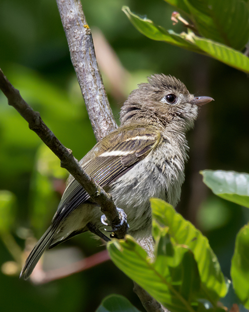 Hutton's Vireo