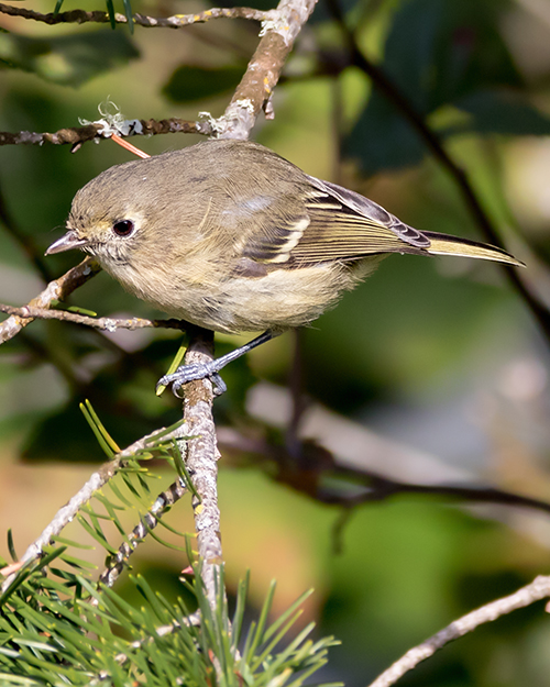 Hutton's Vireo