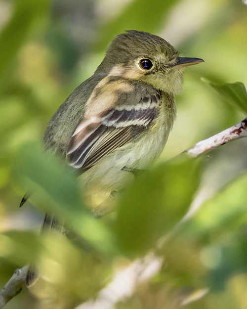 Hutton's Vireo