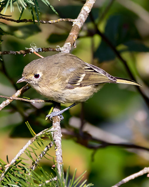 Hutton's Vireo