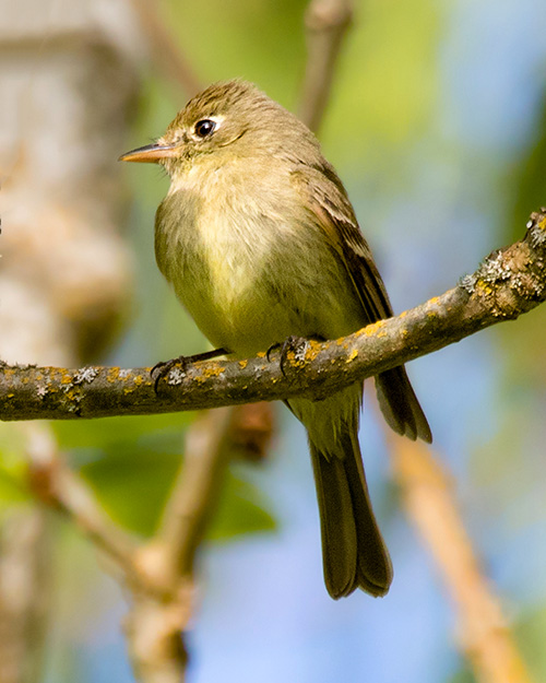 Hutton's Vireo