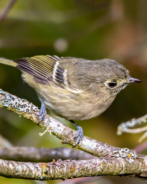 Hutton's Vireo