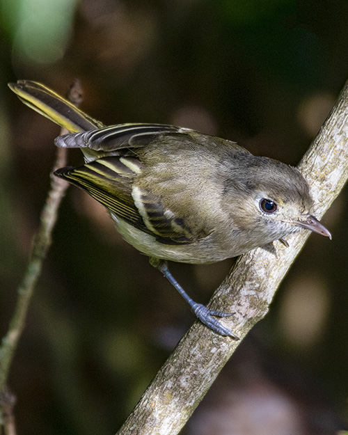 Hutton's Vireo