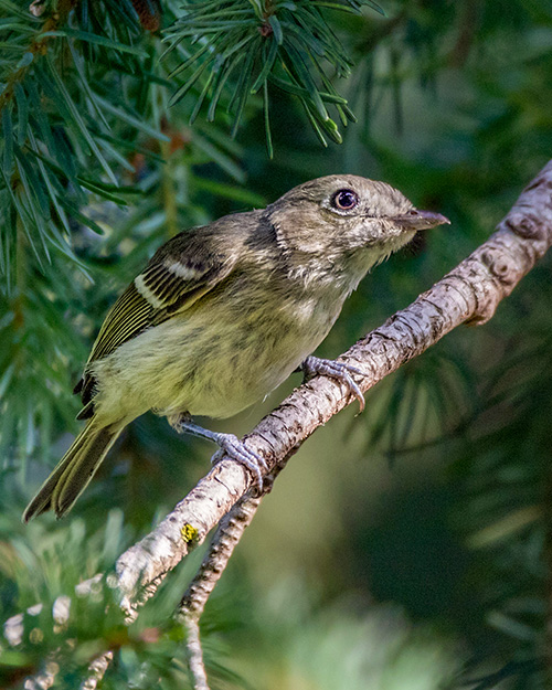 Hutton's Vireo