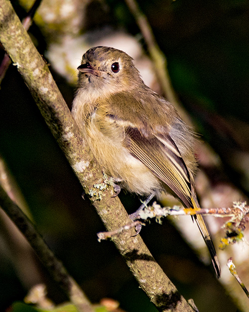 Hutton's Vireo