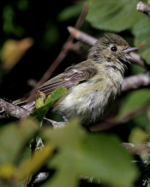 Hutton's Vireo