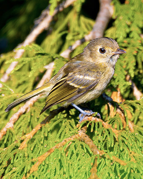 Hutton's Vireo