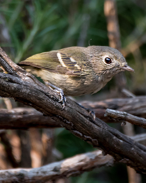 Hutton's Vireo