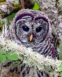 Barred Owl