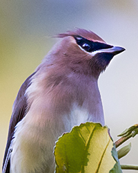 Cedar Waxwing