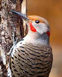 Red-shafted Flicker