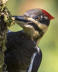 Pileated Woodpecker