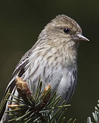 Pine Siskin