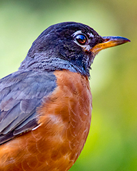 American Robin