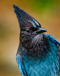 Steller's Jay