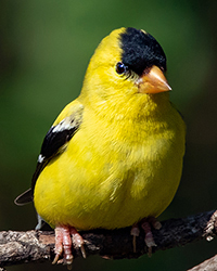 American Goldfinch