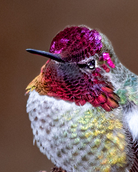 Anna's Hummingbird