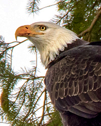 Bald Eagle