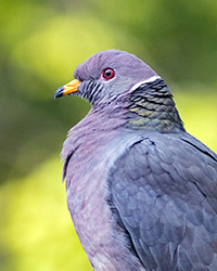 Band-tailed Pigeon