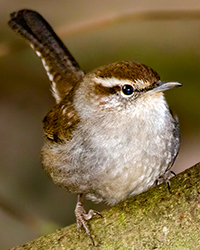 Bewick's Wren