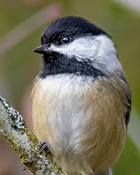 Black-capped Chickadee