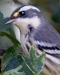 Black-throated Gray Warbler