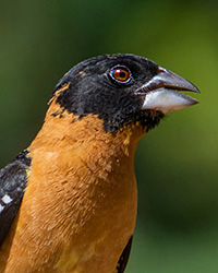 Black-headed Grosbeak