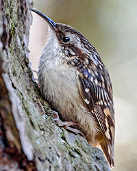 Brown Creeper